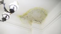 Florida condo owner says upstairs AC leak left mold, and neither HOA nor neighbor are responding