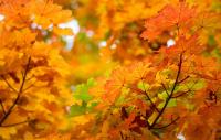Yes, Louisiana Has Fall Foliage — And Two Spots Made the List of America’s Best Autumn Views