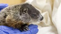 Maryland groundhog tests positive for rabies, and officials warn of possible exposure