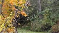 Cuyahoga Valley National Park is a top fall destination 🍂