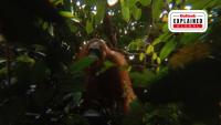 Indonesia’s Cash-For-Photos Scheme: How Villagers Are Being Paid To Protect Wildlife