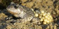 This Weird Toad Drove a Brilliant Scientist to His Death. What If He Was Framed?
