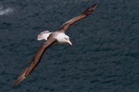 Can a Species Evolve Fast Enough to Avoid Extinction Under a Changing Climate?