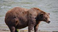 Fat Bear Week opens for Alaska's heavyweight crown