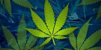 Minnesota cannabis supply lags behind demand