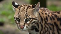 Global Biodiversity Alliance Conference returns to Guyana with focus on finance