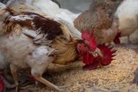 New FAO report surveys how different livestock production systems can contribute to social, economic and environmental sustainability