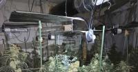 Cannabis farm uncle and nephew spared jail after five-year wait for sentence