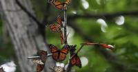 Anyone with a cellphone can help track monarch butterflies tagged in New Brunswick