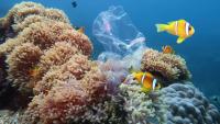Researchers find 'plasticoral' — plastic fused with coral — on Japan's Okinawa beaches