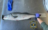 Massachusetts fines fisher USD 2,906 for illegally harvesting commercial striped bass