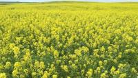 Canada leaving billions on the table by not processing more crops at home, new agri-food study says
