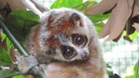 A rare slow loris may have a much larger population in China than scientists thought
