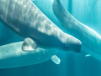 Fourth beluga rescued from Marineland dies after transfer to new aquarium