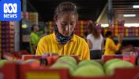 Mango farmers raise alarm on cuts to country's working holiday visa program