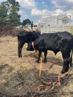 Operation Basadi recovers livestock worth more than R290,000 near Eswatini border