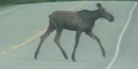 Maine research group asks for assistance in roadside wildlife count