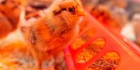 Texas A&M AgriLife shares details on ultraviolet light testing used to prevent bird flu in poultry