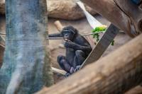 Emergency medical care for pets; and conservation efforts through the Milwaukee County Zoo