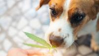 Biocurious: The hemp sector is poised to bloom amid supportive local reforms