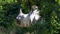 World Rhino Day focus on India-Bhutan joint conservation