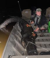 Arkansas Alligator Hunters Harvest 150 Alligators in First Weekend Hunt, 62 Opportunities Remain