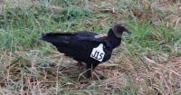 Controlling nuisance black vultures in Missouri