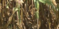 Thompson says North Dakota farmers are under a lot of stress, challenges Goehring’s outreach, as Ag Commissioner race heats up
