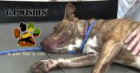 "I would be lost': Non-profit pairs pets with veterans