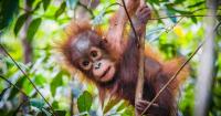 Only about 10 are left: Meet the rarest animal on Earth