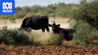 Cattle worth over half-a-million dollars reported missing at outback station