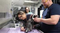 Endangered penguin received acupuncture at New England Aquarium