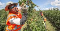 Backpacker cuts put focus on Pacific seasonal workers