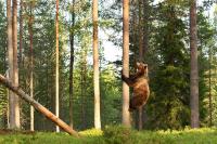 Bear Sets Up Shop in Colorado Apple Tree Like He's About to Make a Pie: 'Just Wants a Sweet Treat'