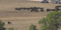 Buffalo Roundup returns to Custer State Park Friday