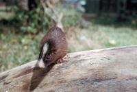 This Spiny Rat Drops Its Tail and Runs Like a Rabbit