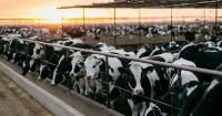 New beef import policy creates uncertainty for Brawley cattle feeder