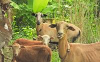 Commentary: Caribbean Judas Goat and Tax Evasion Moneylaundering