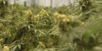 Virginia unveils first draft rules for recreational marijuana sales