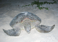 WestPac advances sea turtle actions