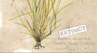 Smooth slender crabgrass: a quiet engineer to remember