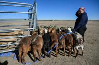 Mongolian herders enlist new tech against harsher, drier climate