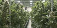 Virginia releases marijuana sales regulations draft