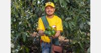 Mexico’s avocado season gains momentum as regular crop approaches