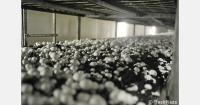 “It’s not speculation, it’s the actual cost of Italian mushrooms”