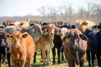 MSU agriculture students and professionals express worry over Trump’s beef policies