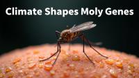 Climate Shapes Mosquito Genes: How Temperature Drives Insecticide Resistance Spread in China