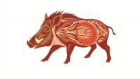 Wild Boar Meat Quality Research Maps Its Path From Genetics to Nutrition
