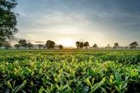 What Organic Really Means in Australia