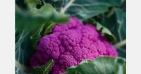 Machine harvesting and clubroot resistance shape broccoli development